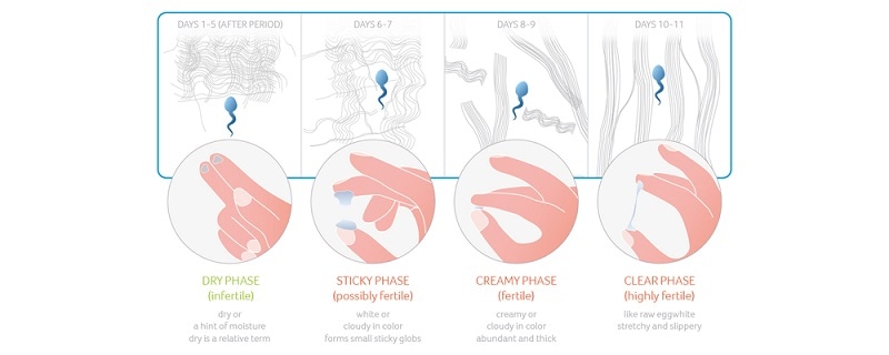 Changes in cervical fluid (cre: daysy)