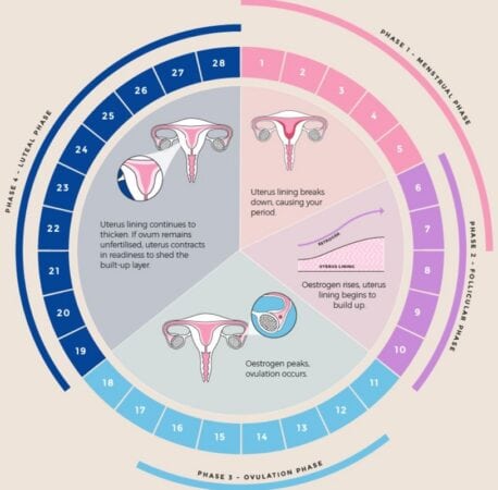Understand your menstrual cycle (cre: joebajio on cleanpng)
