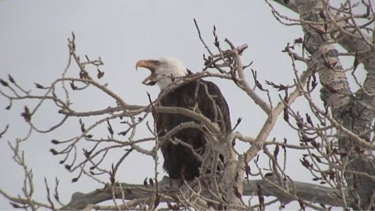 What Sound Does An Eagle Make? What Does This Sound Like?