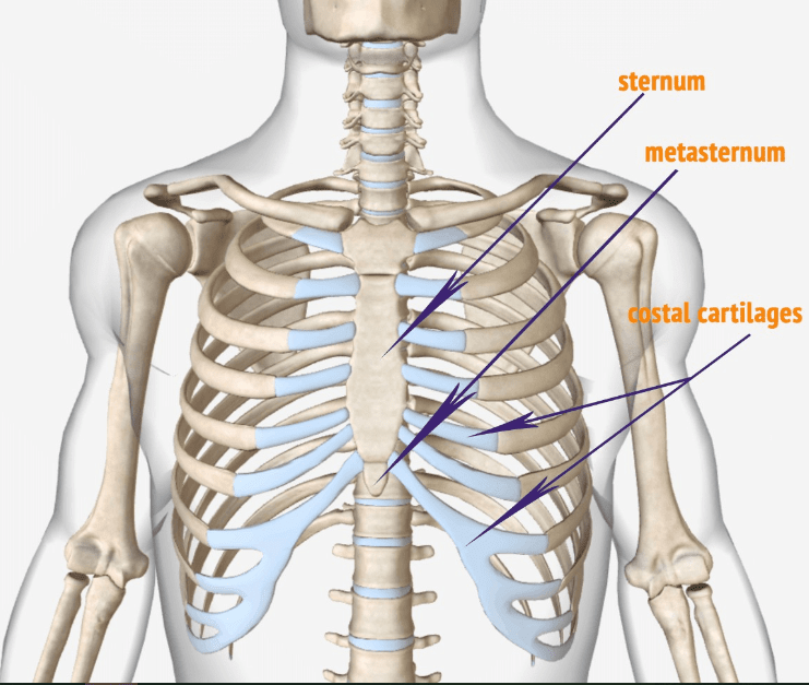 the human ribs