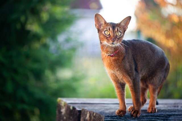 Abyssinian cat breed