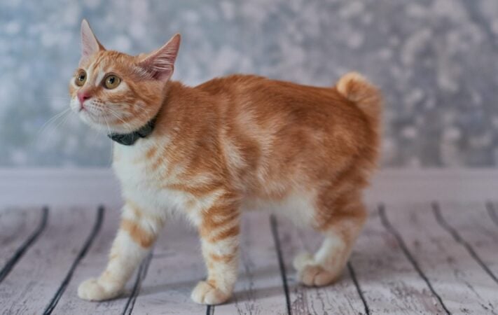 American Bobtail