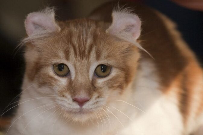 American Curl orange tabby