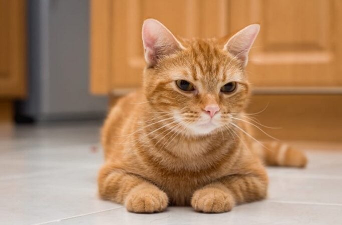 American Shorthair orange tabby