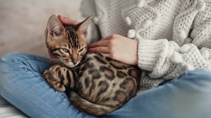 Bengal cat breed