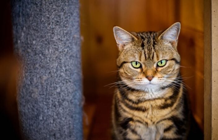 Brindle cat - American Shorthair breed