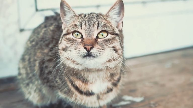 Brindle Cats 101: Get To Know A Beautiful Cat Type - Cat Breeds, Lifespan & Health