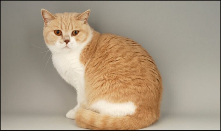 British Shorthair orange tabby