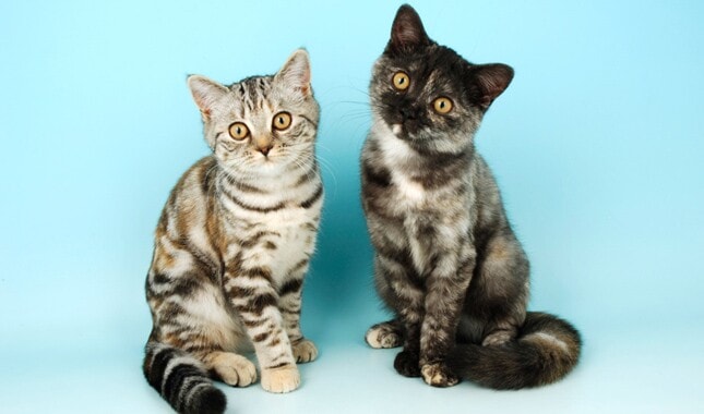 Brindle cat - British Shorthair breed
