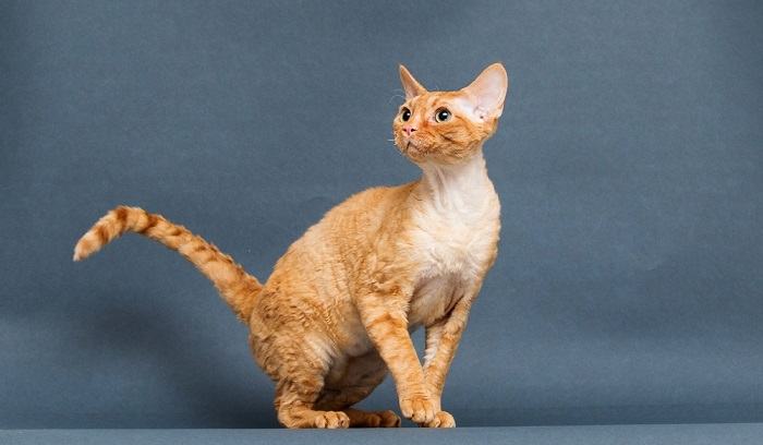 Cornish Rex orange tabby