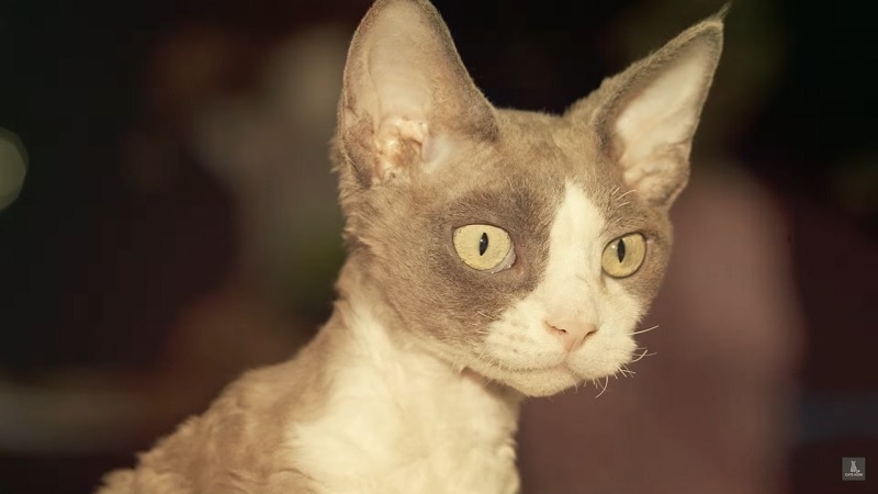 Devon Rex brindle cat breed