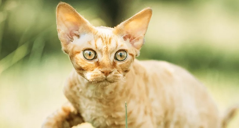 Devon Rex orange and white