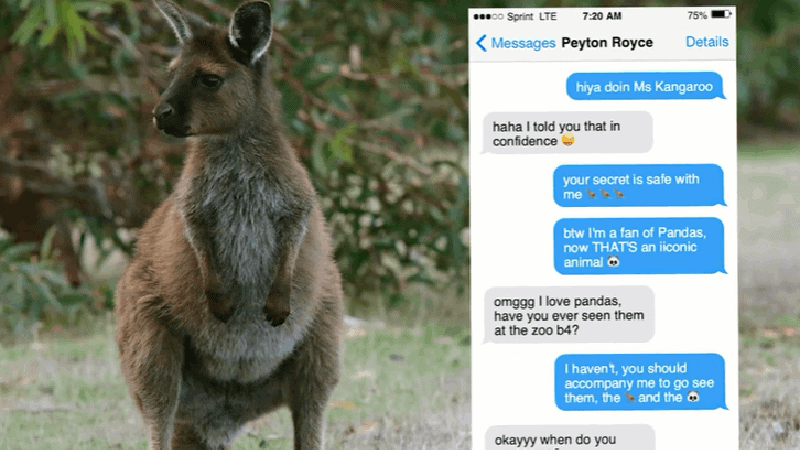 kangaroo meme, messages