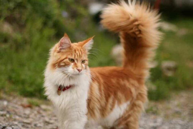 Maine Coon orange and white