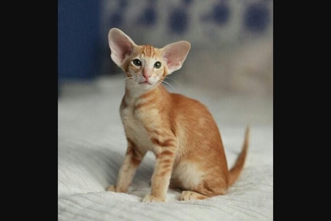 Oriental Shorthair orange tabby