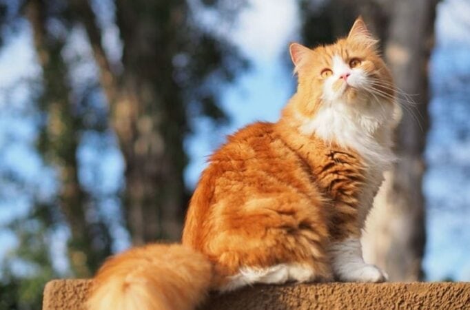 Persian cat orange tabby