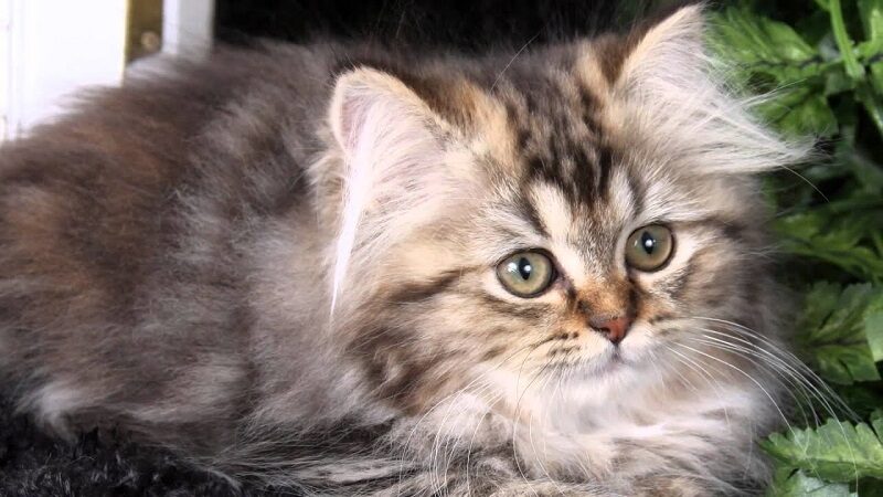 Persian cat breed - brindle coat