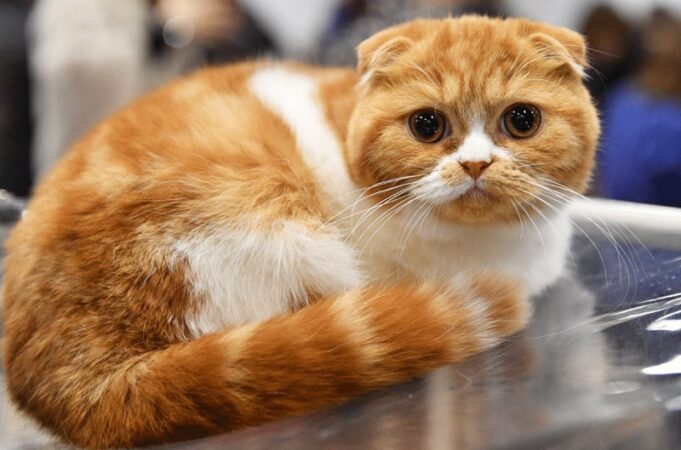 Scottish Fold orange tabby