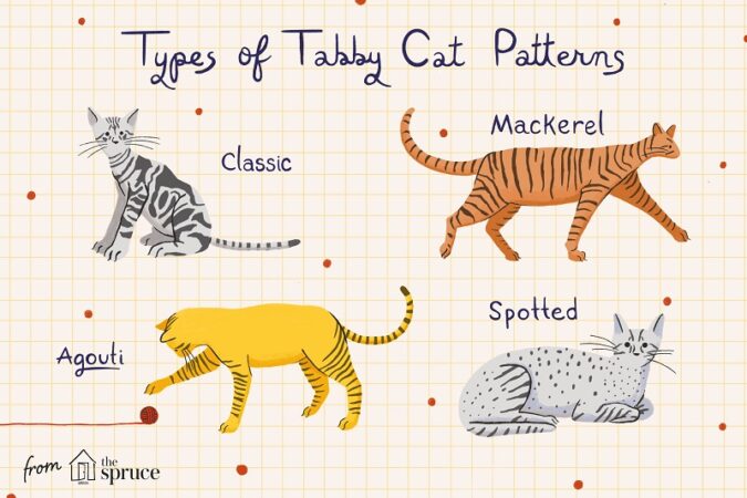 Tabby cat patterns (Source: The Spruce Pets)