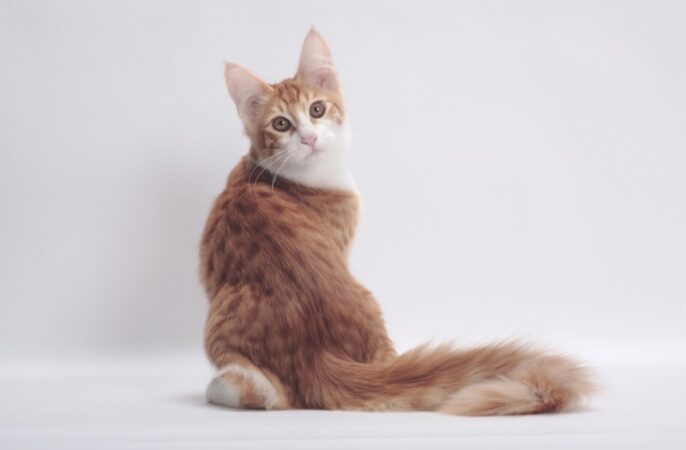 Turkish Angora orange tabby