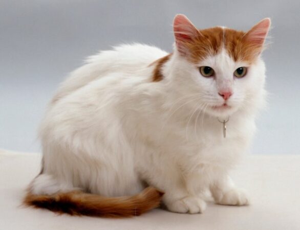 Turkish Van orange tabby