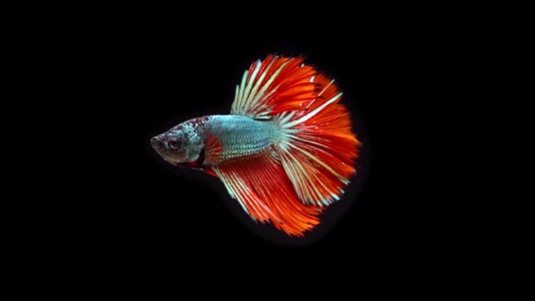What is betta fish behavior before death?