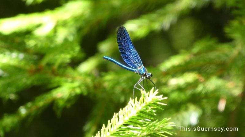 The blue dragonfly gives the message to let go of the past
