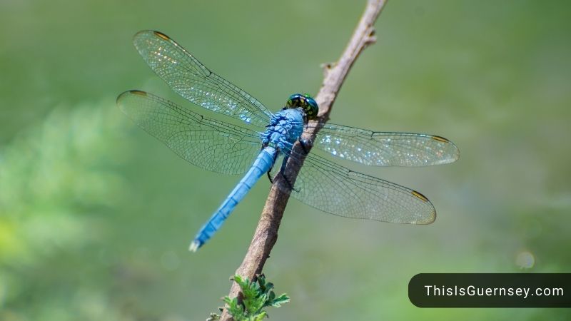 Blue Dragonfly Meaning & 4 Messages For Your Happy Present Life