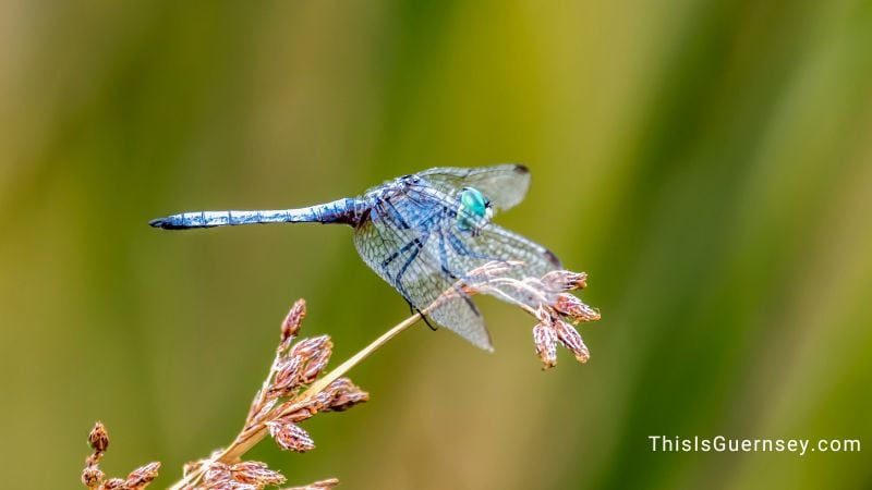 Blue dragonfly meaning relates to clear communication