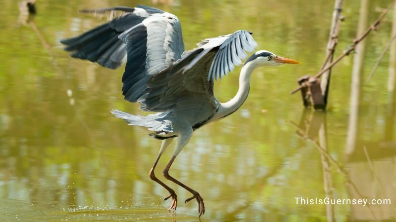 Blue heron symbolism meanings: patience, determination, and wisdom