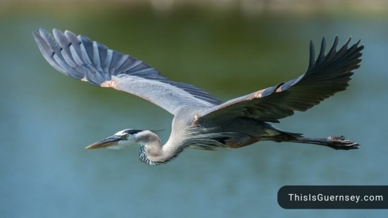 7 Blue Heron Symbolism & Spiritual Meaning | Positive Messages From Gods