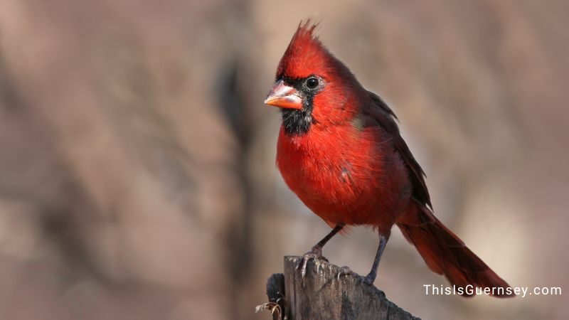 Cardinal red bird spiritual meaning