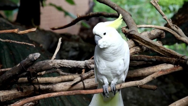 Cockatoo Prices Guide: A Cockatoo's Cost To Own And Food & Cages For 1 Year.