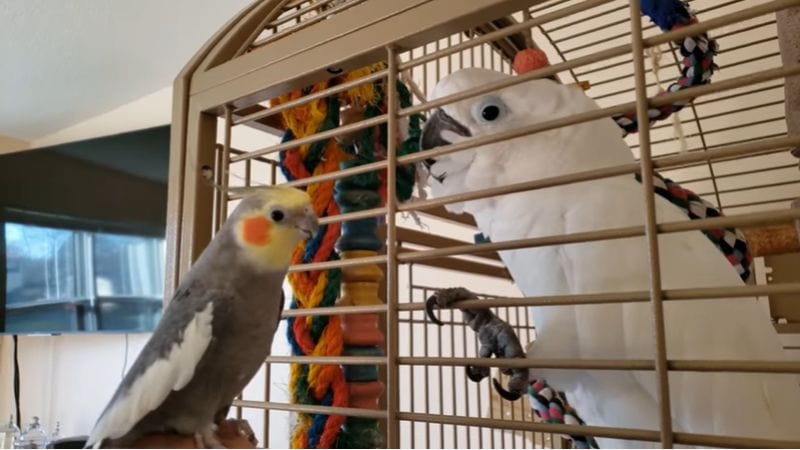 Cockatoo Vs Cockatiel: 6 Main Differences and Which Bird is Best For You?