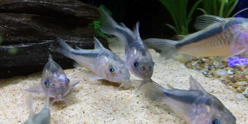 Corydoras Catfish with Bettas