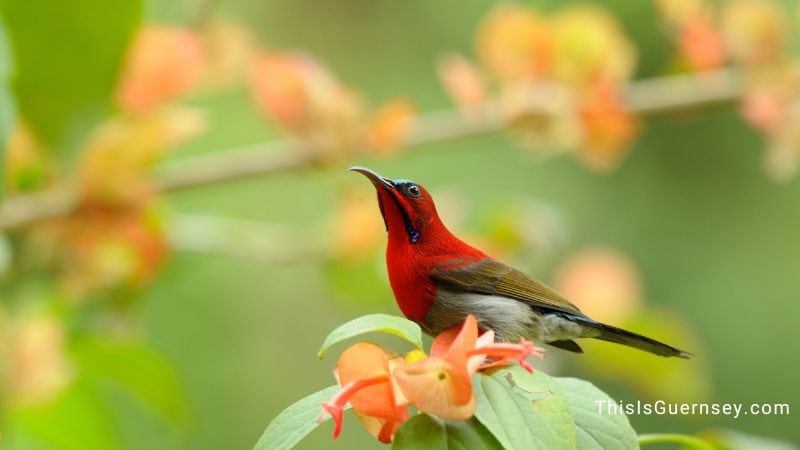 Crimson sunbird meaning