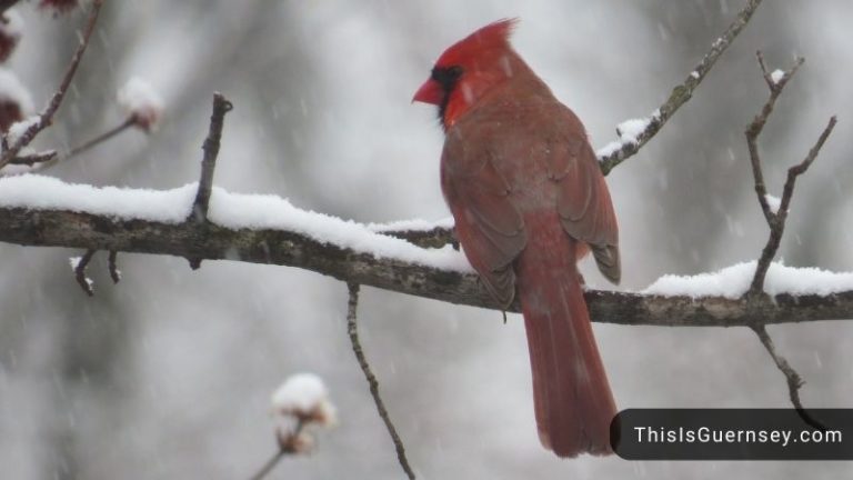 Dead Cardinal Bird Spiritual Meaning & 3 Positive Messages For You