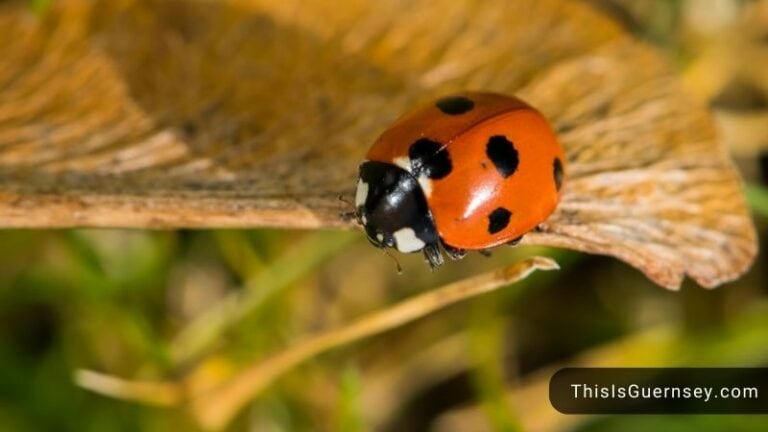 Dead Ladybug Meaning: The Best 3 Positive Omens To Take