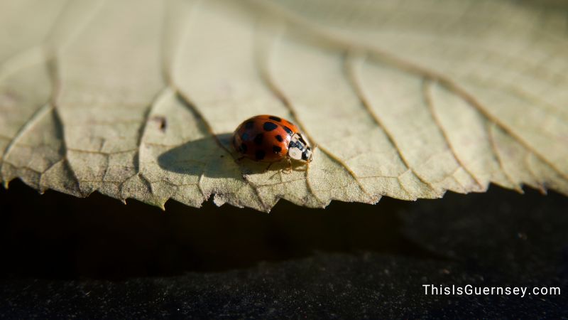 The dead ladybug meaning of transformation
