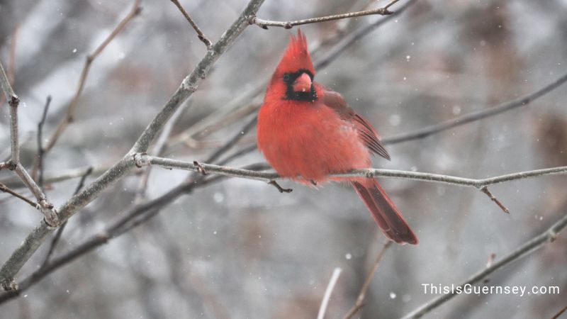 Dead red cardinal represents the ending of old habits