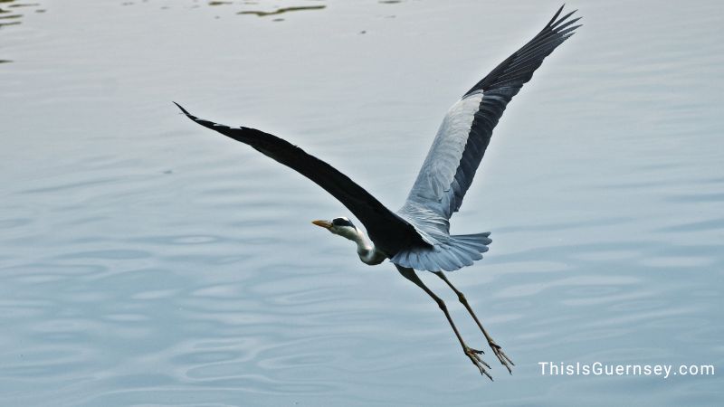 Dreaming of a blue heron meaning