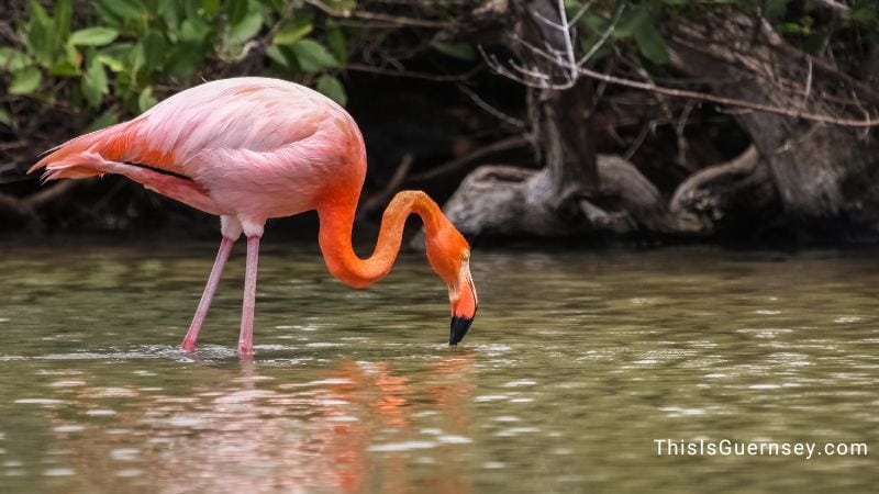 Dreaming of red bird foraging