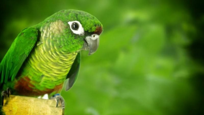 Green cheek conure lifespan may live up to 20 years in the wild