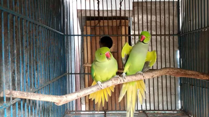 Green parrots are one of many parrot species