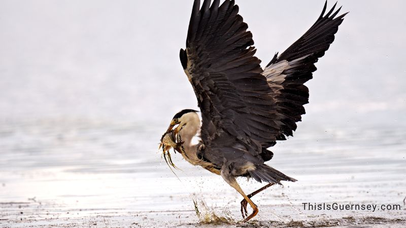 The heron symbolism represents patience and good fortune