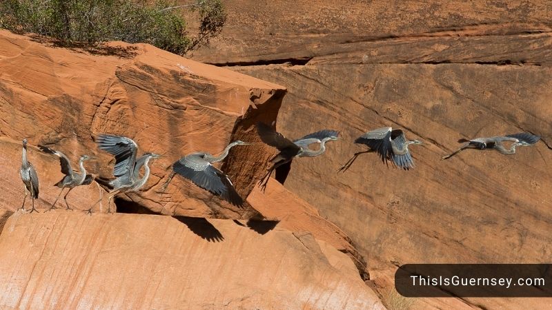 Heron symbolism of freedom and balance