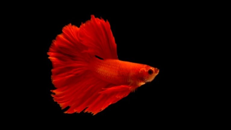 How long can a betta fish go without food