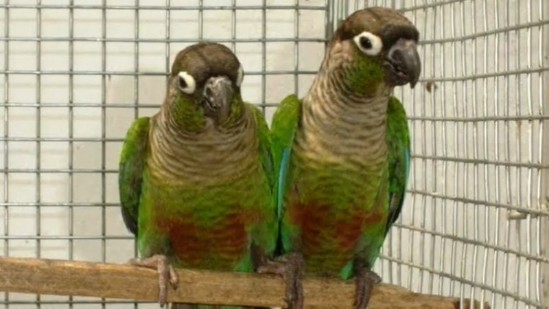 Male conures tend to outlive their female counterparts by a matter of months