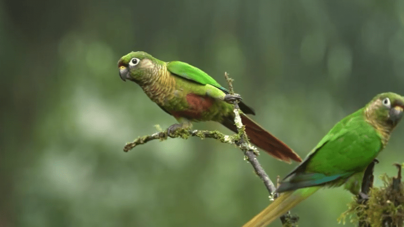 One common species of green parrot is the maroon-bellied conure. 