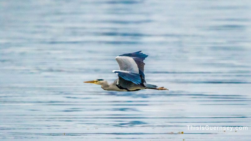 People with heron totem animal are not the quitting type